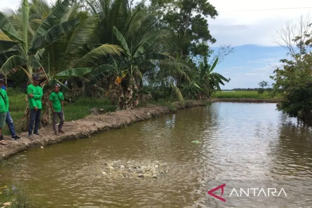 Pemkab Penajam Paser Utara Kembangkan Budi Daya Ikan Patin di Sebakung Jaya
