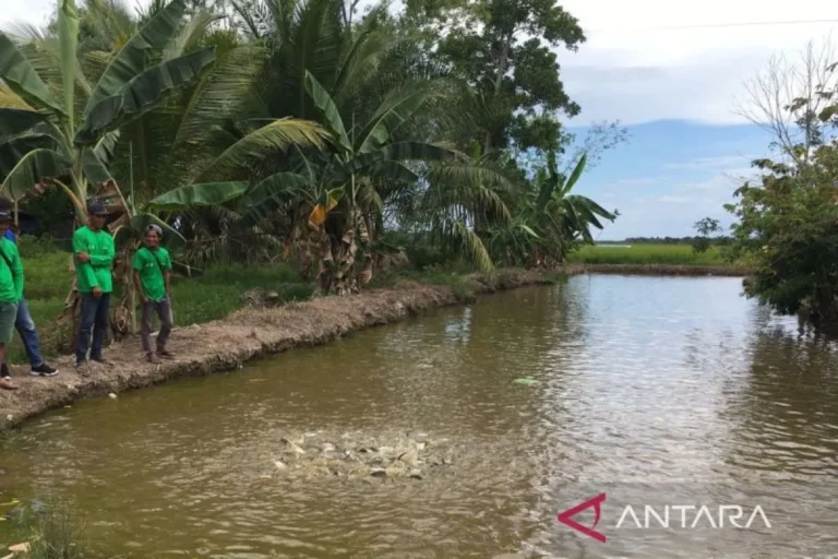 Pemkab Penajam Paser Utara Kembangkan Budi Daya Ikan Patin di Sebakung Jaya